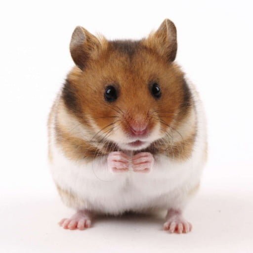 Gæludýrabúðin Fiskó ehf