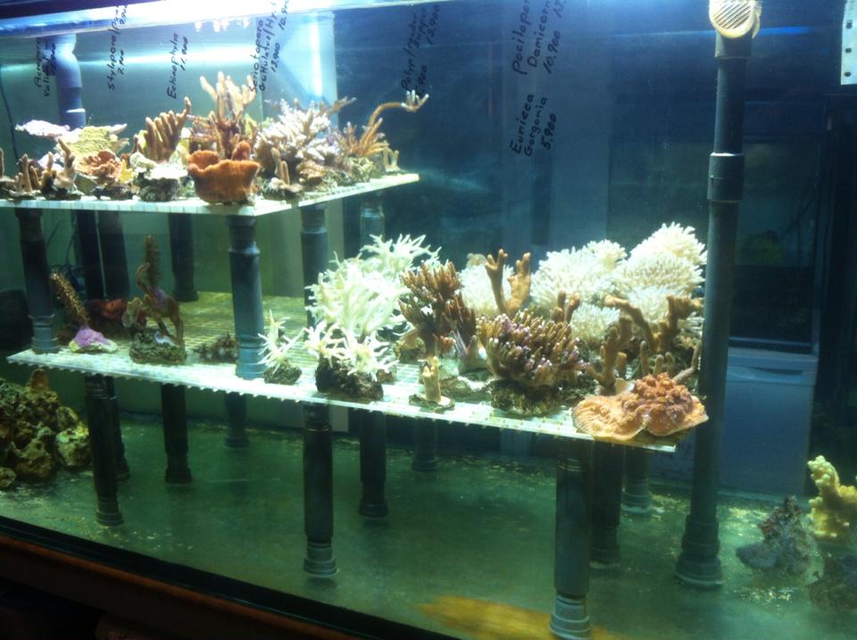 Gæludýrabúðin Fiskó ehf