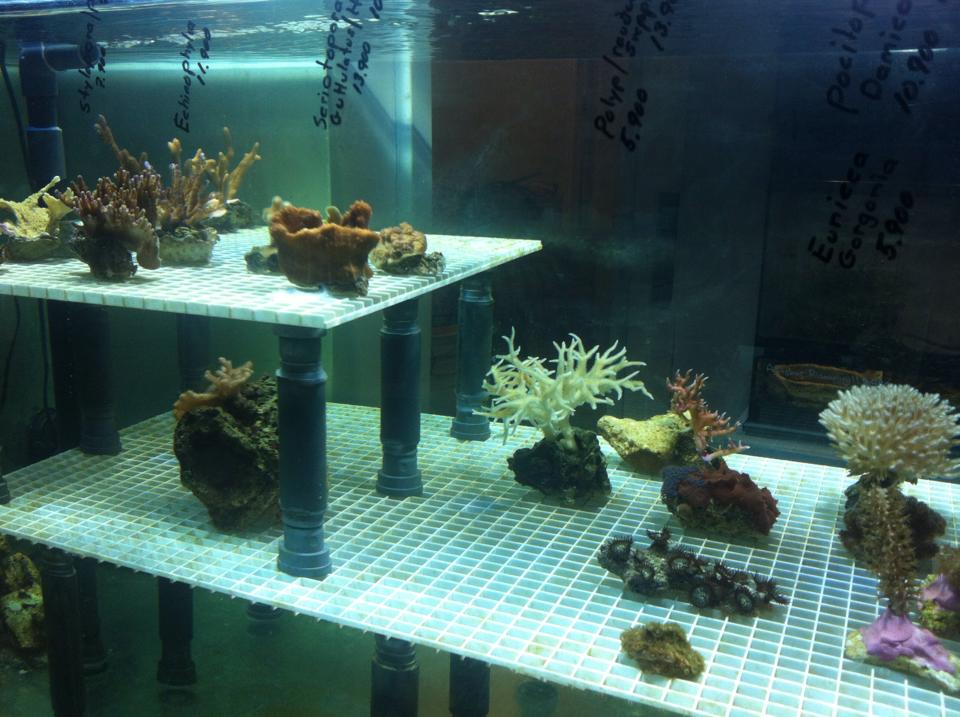 Gæludýrabúðin Fiskó ehf