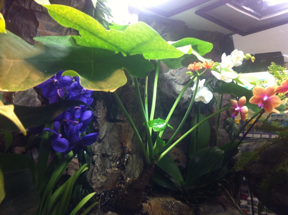 Gæludýrabúðin Fiskó ehf