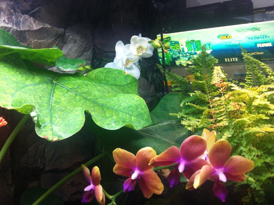 Gæludýrabúðin Fiskó ehf