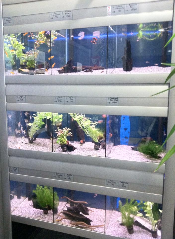 Gæludýrabúðin Fiskó ehf