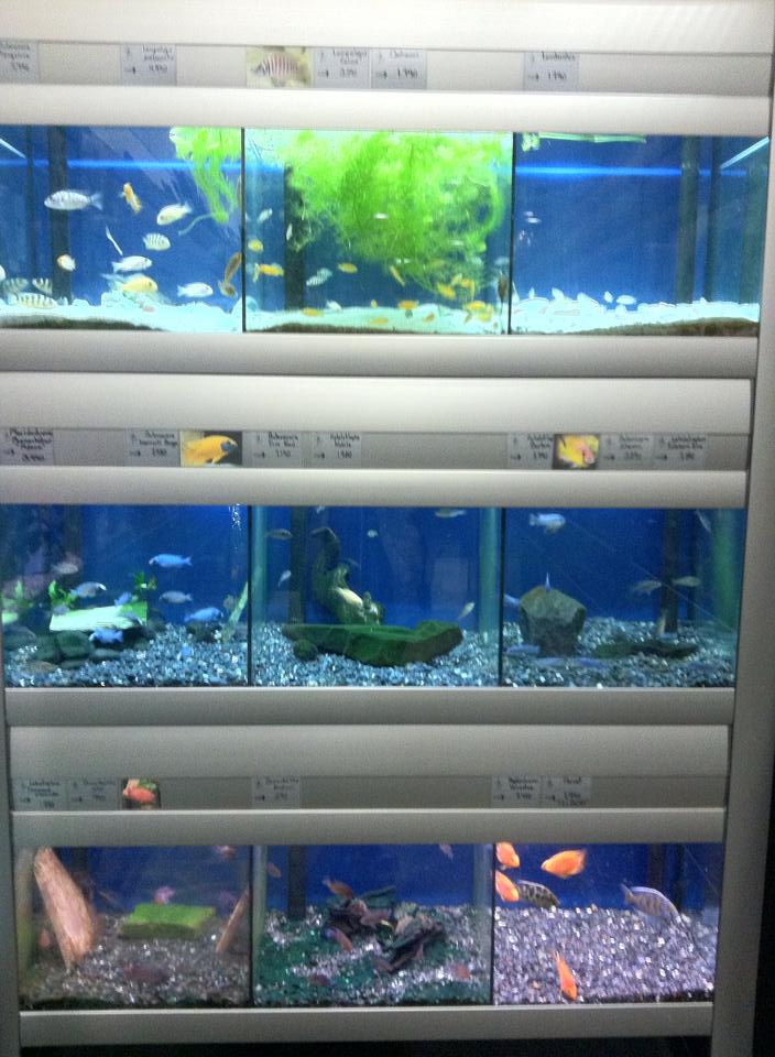 Gæludýrabúðin Fiskó ehf