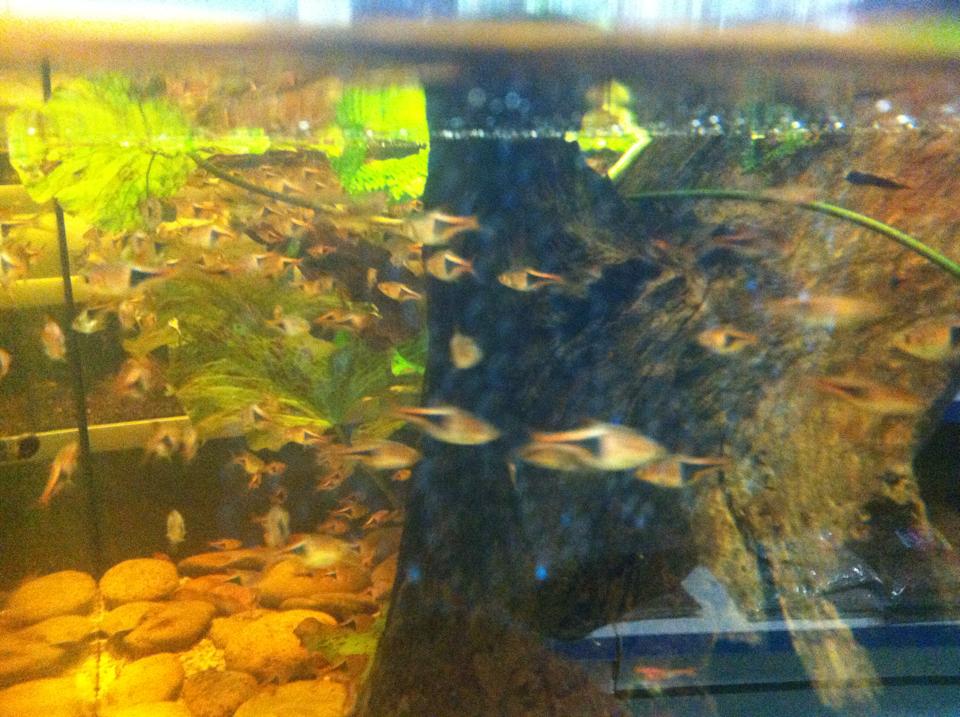 Gæludýrabúðin Fiskó ehf