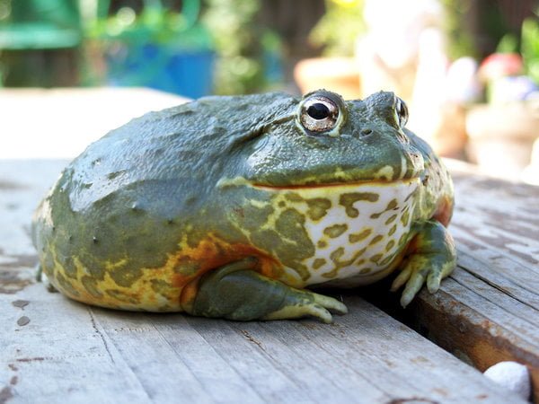 Gæludýrabúðin Fiskó ehf