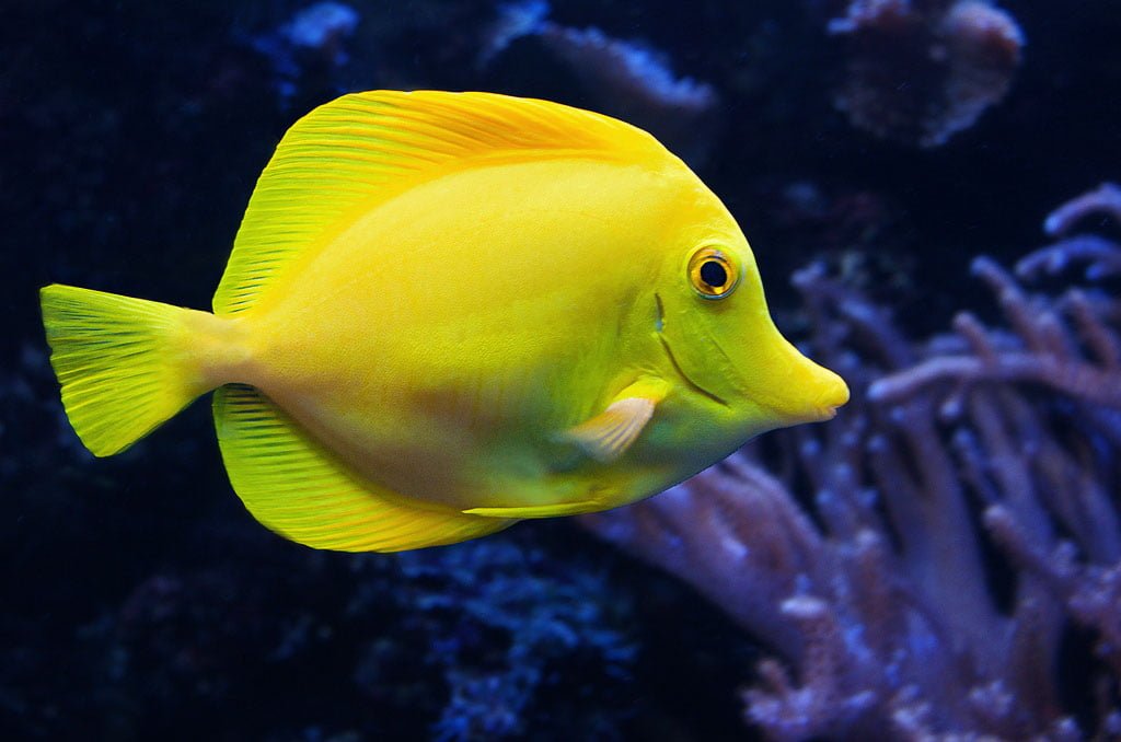 Gæludýrabúðin Fiskó ehf