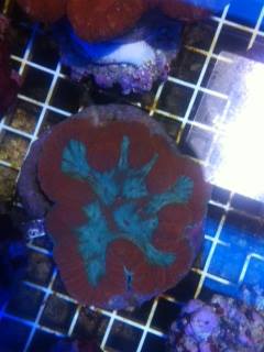 Gæludýrabúðin Fiskó ehf