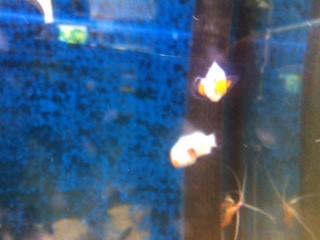 Gæludýrabúðin Fiskó ehf