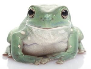 Gæludýrabúðin Fiskó ehf