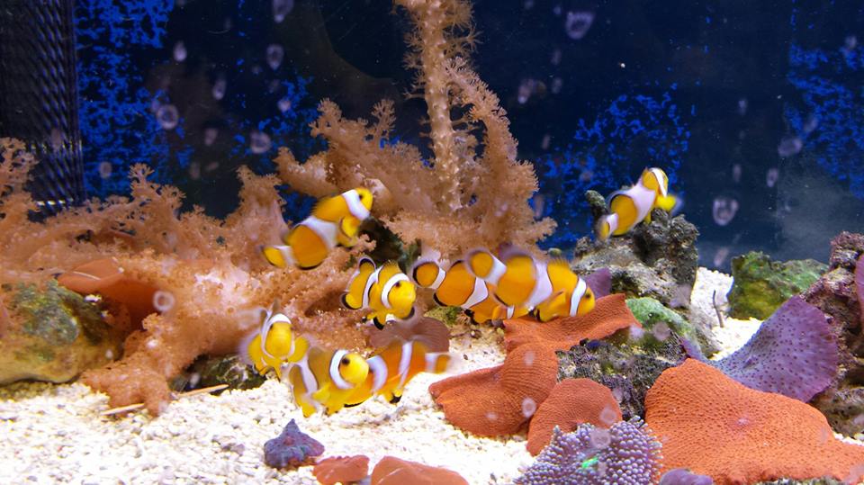 Gæludýrabúðin Fiskó ehf