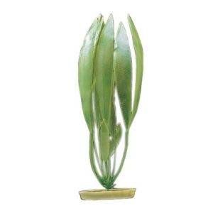 Amazon Sword Plant small