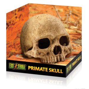 Exo-Terra Primate Skull