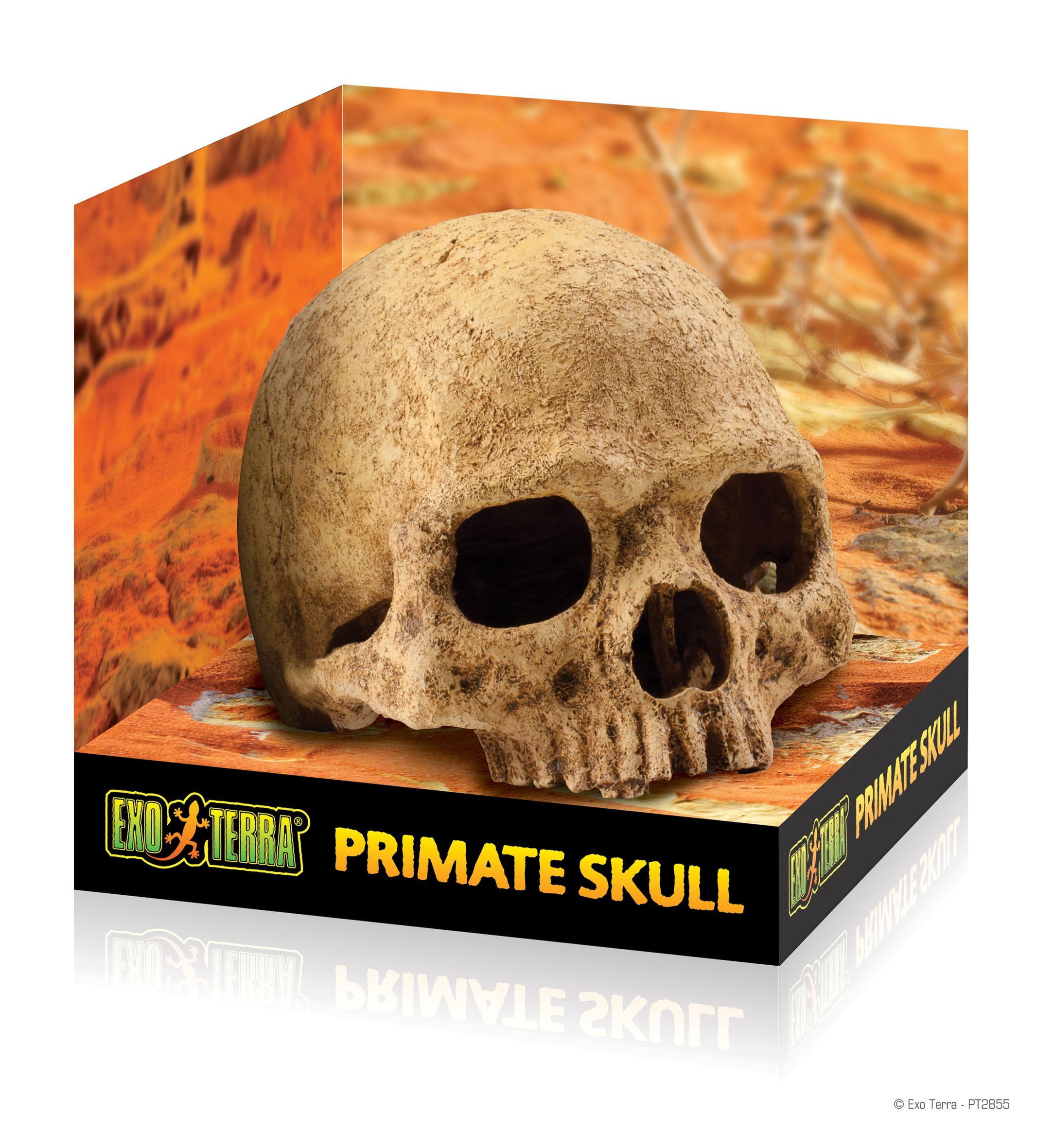 Exo-Terra Primate Skull